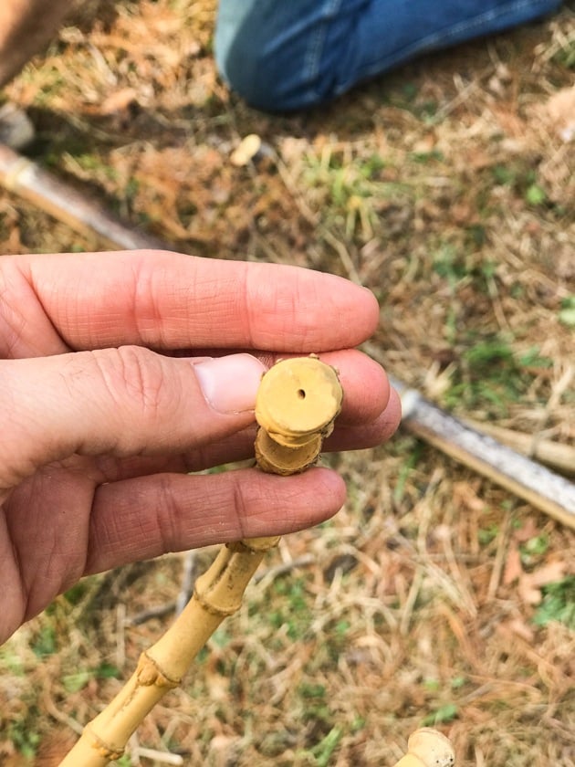 DIY Bamboo Screening. Let's learn about bamboo! It's an amazing plant that can be used for fencing and screening. Learn how to build a bamboo screen or a bamboo fence.