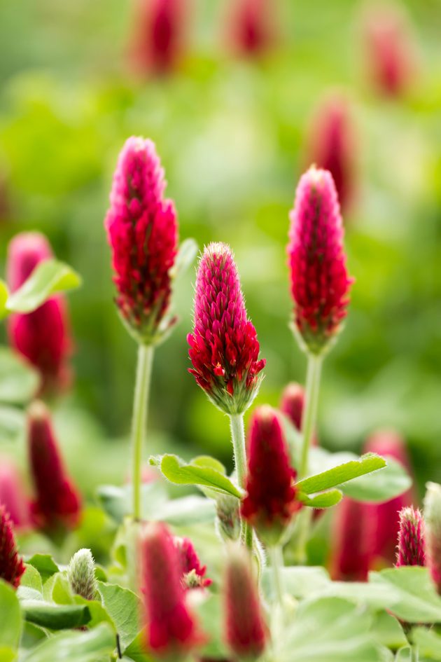 61 Plants That Attract Honeybees