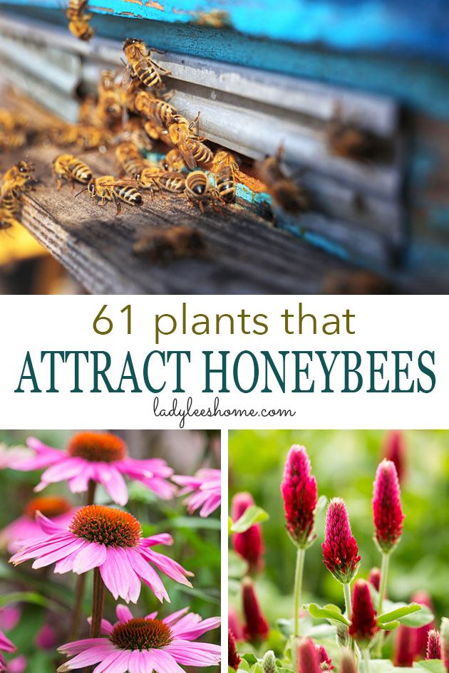 Here is a list of 61 plants that attract honeybees and other pollinators. This list will give you an idea of which wild plants bees love to work and some ideas on what to plant in your own garden. #beekeepingforbeginners #beekeeping #plantforbees #gardening #growingflowers #homesteading 