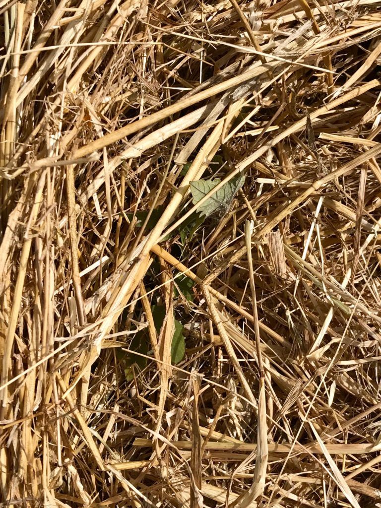 Straw mulch almost completely covering the seedlings.