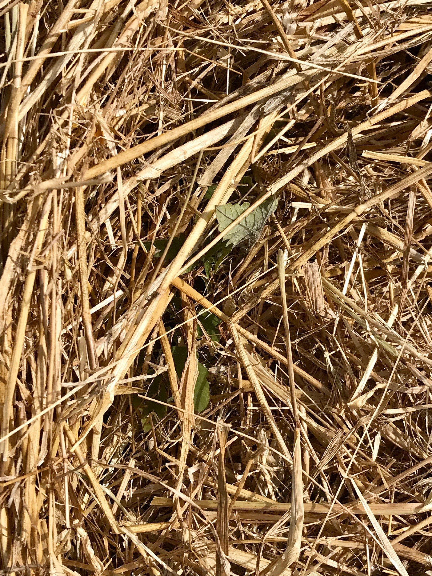 Tomato transplant in straw