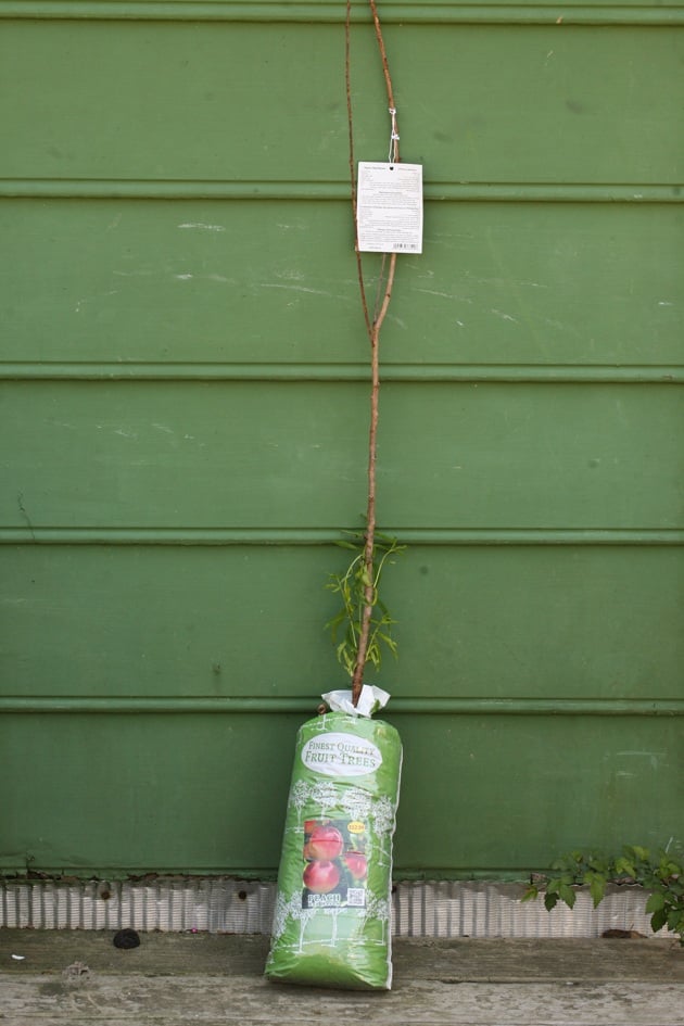 A bare root fruit tree in a bag.