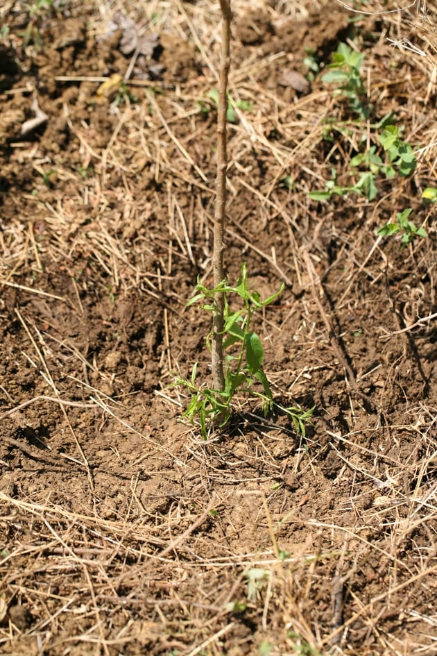 A young fruit tree after planting.