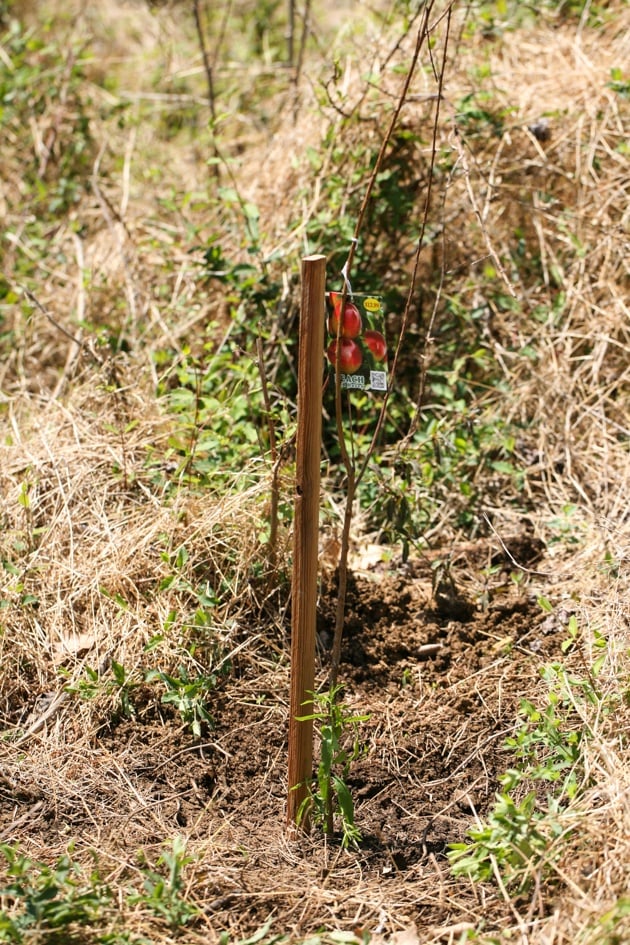 Adding a stake to hold the fruit tree after planting.