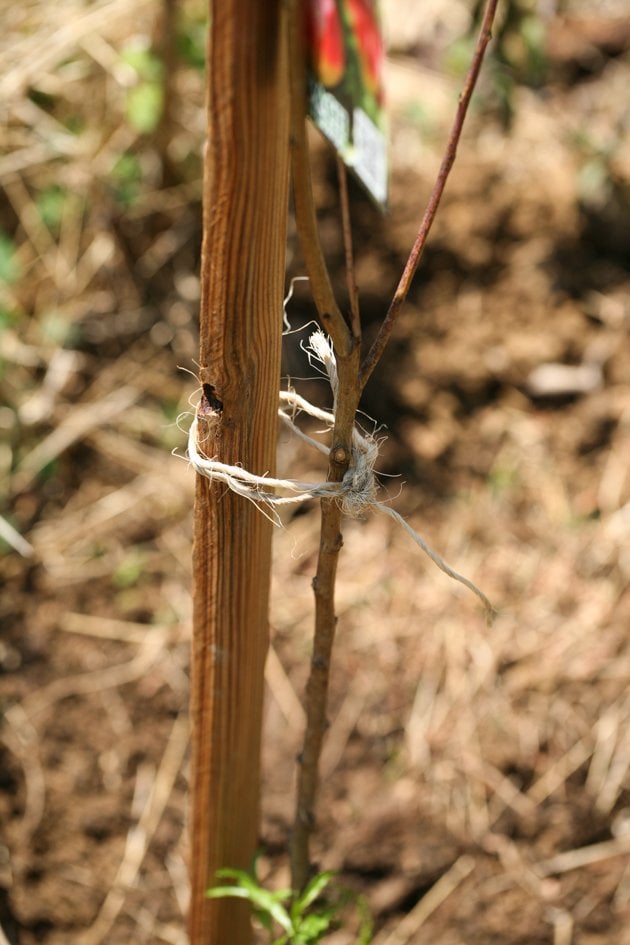 Using a twine to hold the tree to the stake.