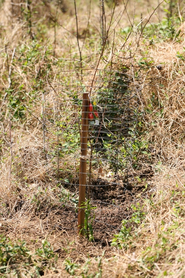 Fencing the fruit tree to protect it.