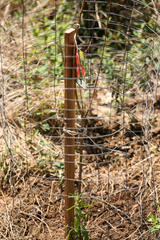 how to care for a young fruit tree.