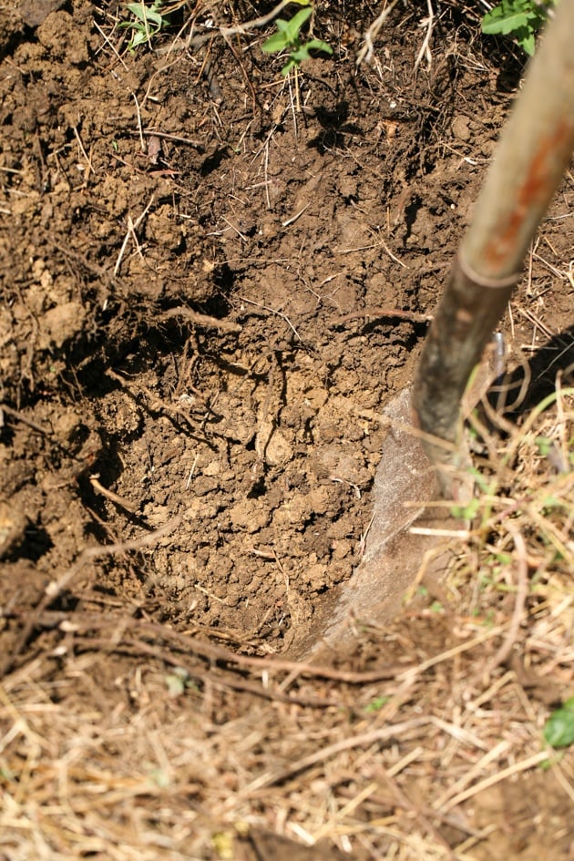 How to Plant Fruit Trees. Come join me for a step-by-step picture tutorial as I plant my new peach tree. When to plant, where to plant, and how to plant.