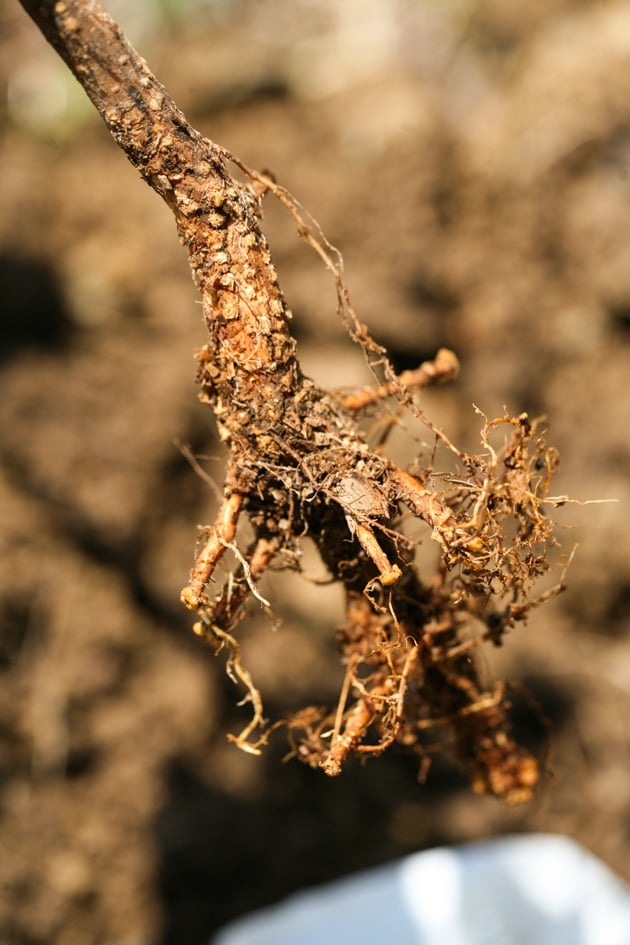 The bare roots of a fruit tree. 