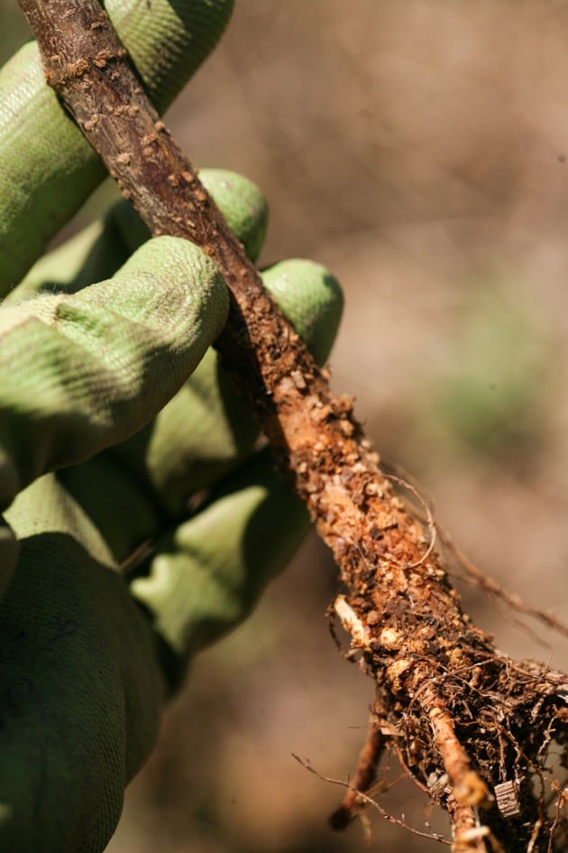 The grafting location on a fruit tree.