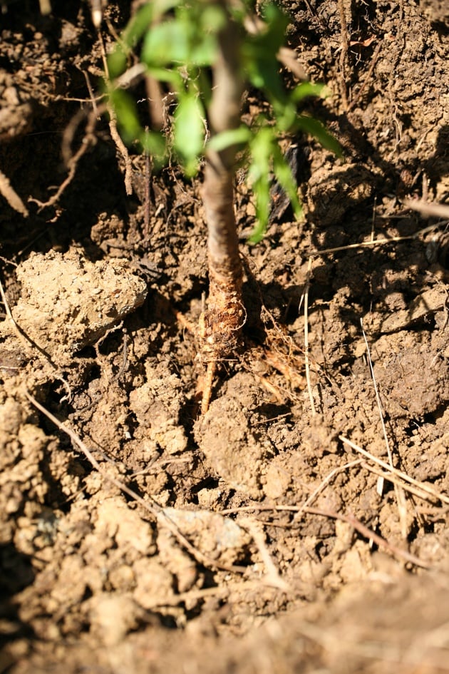 Planting a fruit tree.