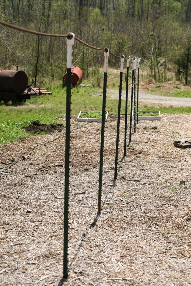 Setting up the tomato trellis.