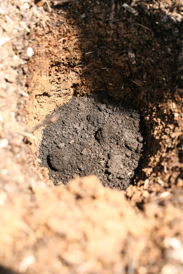 Transplanting tomatoes with worm castings