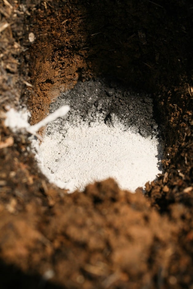 Lime and worm castings in the transplanting hole