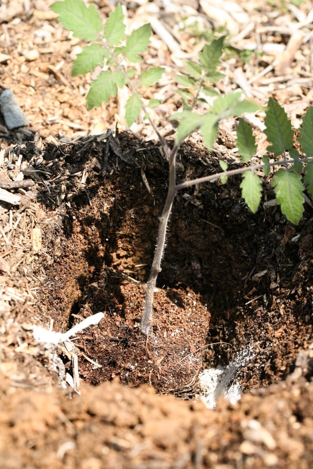 Transplanting tomato seedlings