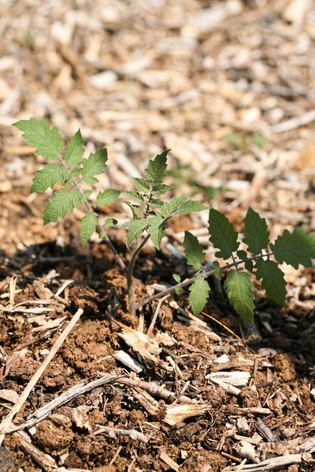 Transplanted tomato plant