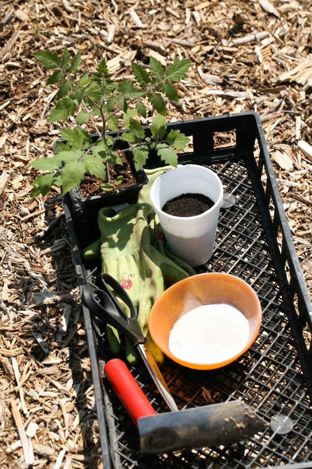 Worm castings and lime before planting tomatoes