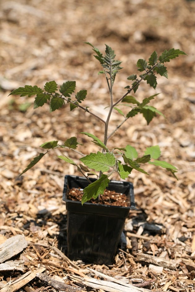 A tomato seedling.