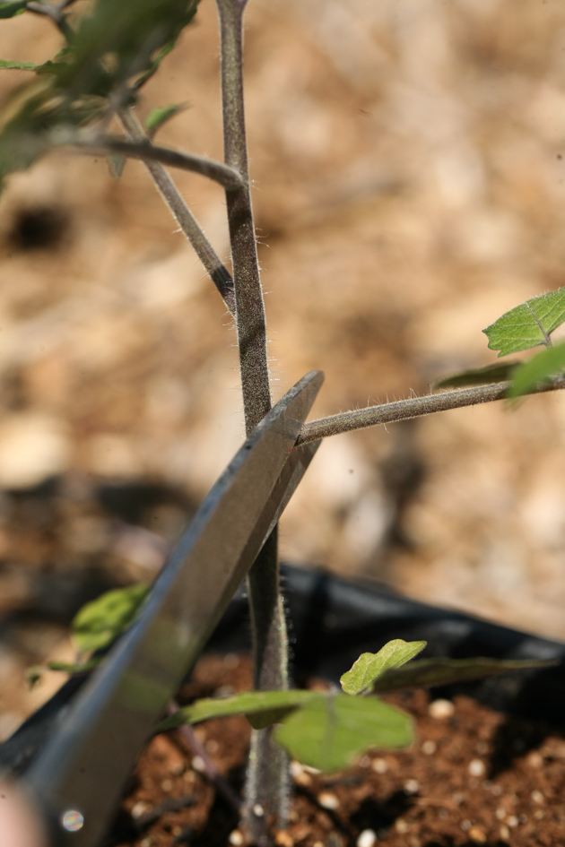 Clipping tomato leaves