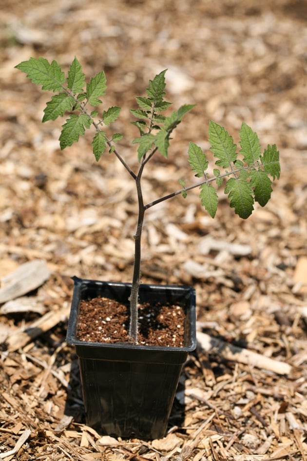 A tomato seedling