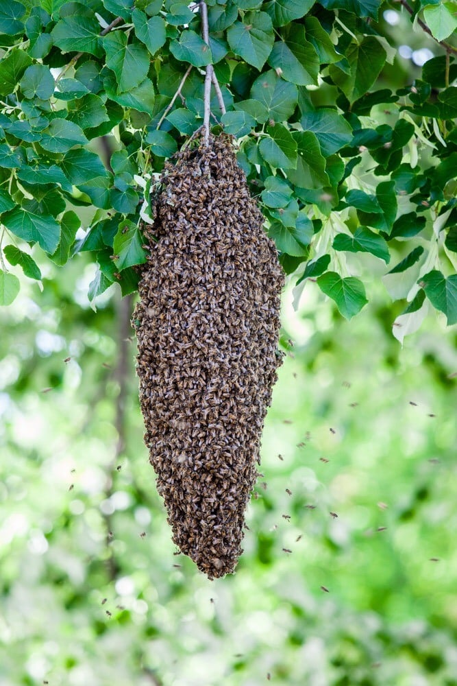 A swarm of bees on a branch.