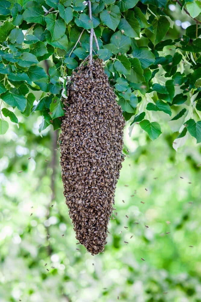 Honey Bee Swarm Lure Recipe, Homemade Recipe For Trapping Honeybees