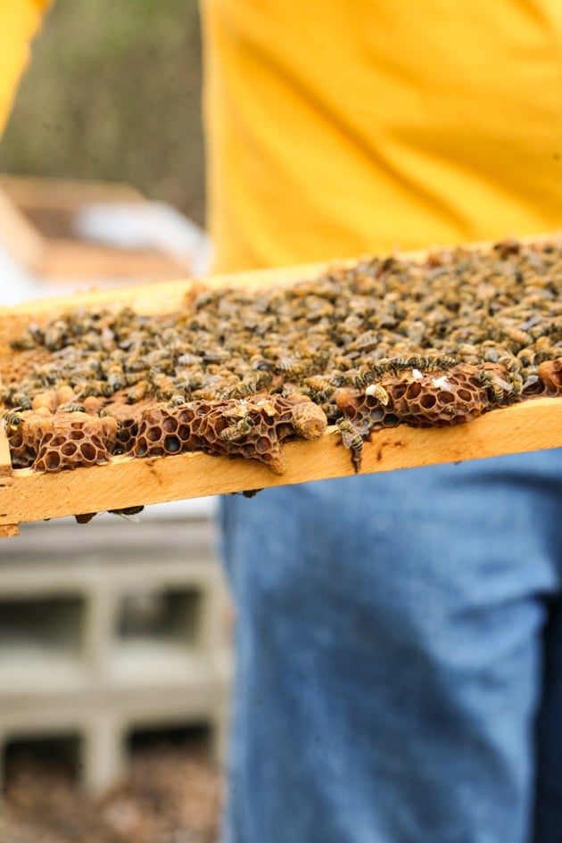 In this post, I will show you how to set up a bee swarm trap so you can attract bees into your trap hive and keep them to produce delicious honey! #beeswarmtrap #swarmtrap #honeybeetrap