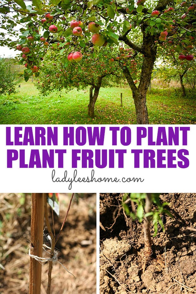 Growing Fruit Trees in Containers, Part 2 - Stark Bro's