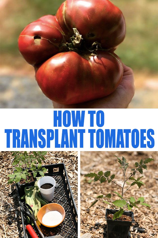 Everything that you need to know about transplanting tomato seedlings in the garden the right way so you don't lose your plants and so you grow strong and productive tomato plants. #transplantingtomatoseedlings #growingtomatoes #howtoplanttomatoes