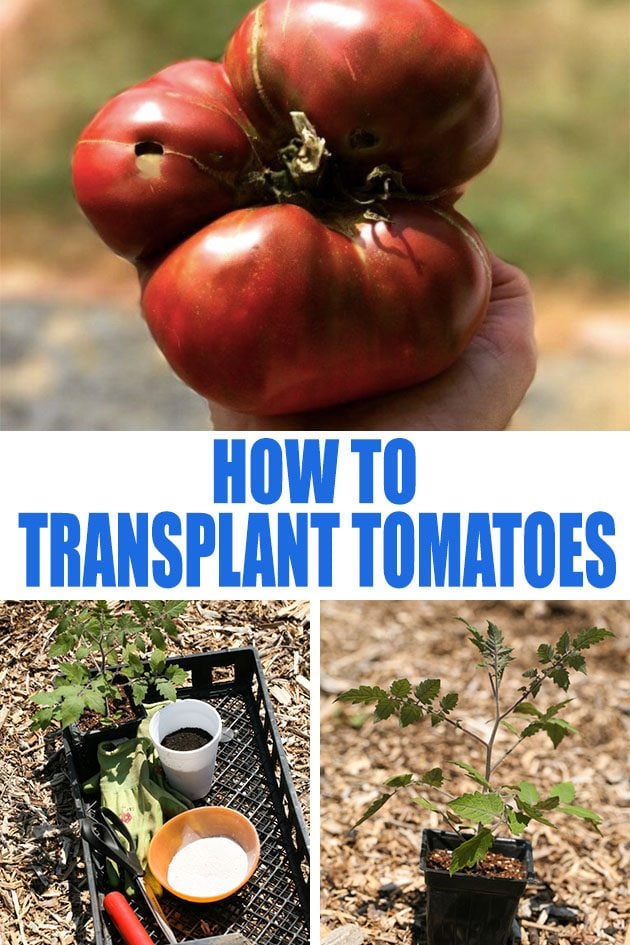 Transplanting Tomato Seedlings Step By Step - Lady Lee's Home