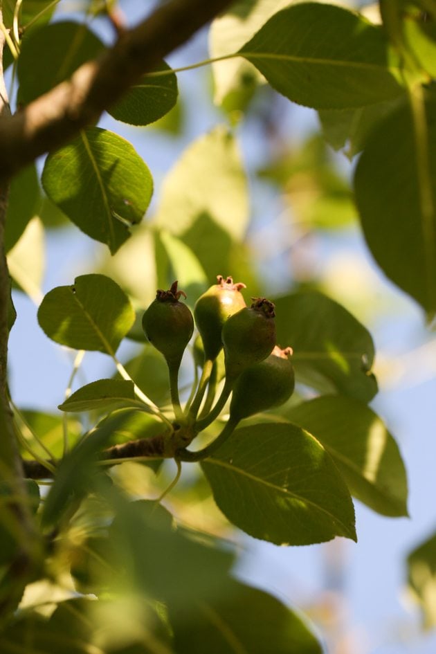 A cluster of pear on a pear tree.