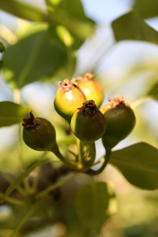 A cluster of young pears.