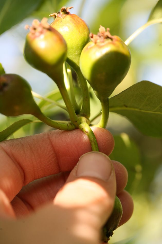 Thinning pears by hand.