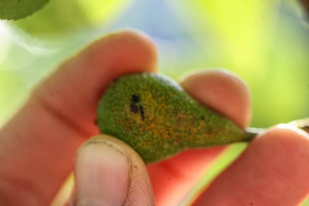 Damaged young pear. Thin damaged fruit first.