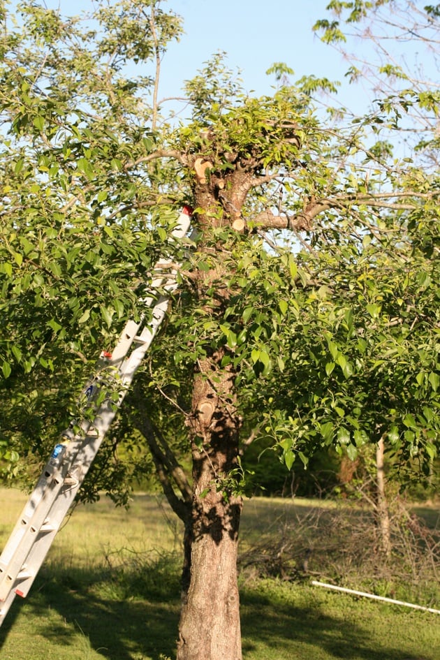 Our pear tree with its top cut off.