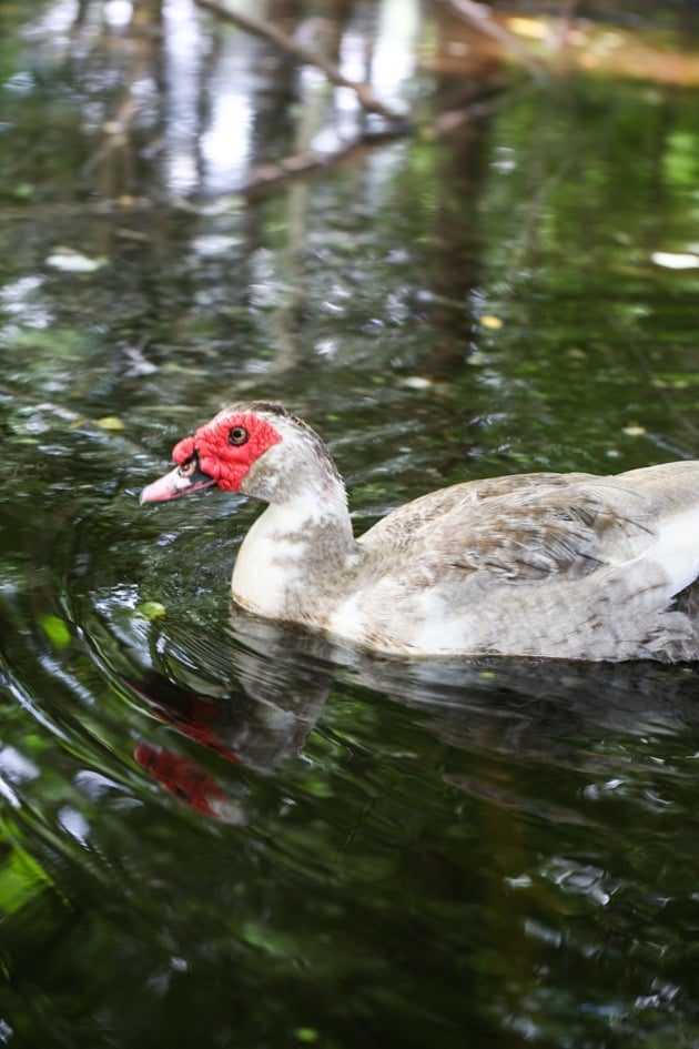 An adult Muscovy male swimming in the pond. 