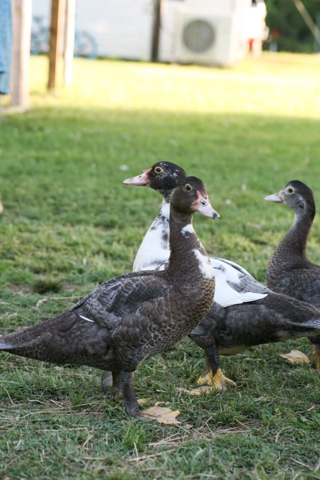 Muscovy ducks on the lawn.