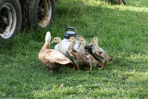 Three weeks old Muscovies with mother.