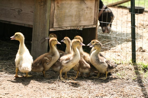 Three weeks old Muscovy ducks.