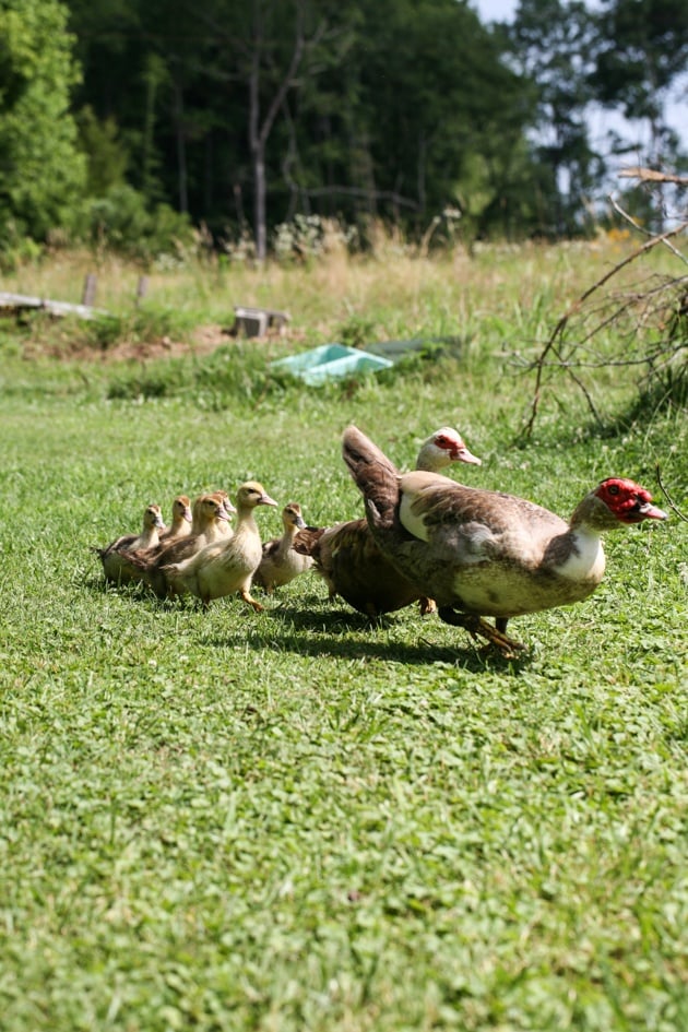 Muscovy ducklings follow mom and dad