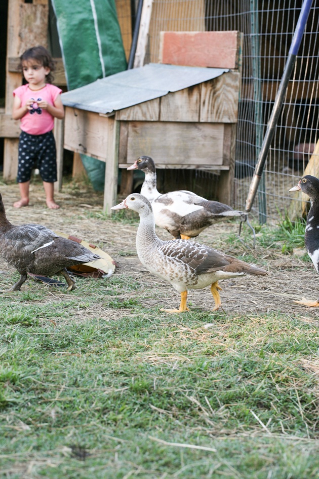 Muscovy ducks around the homestead.