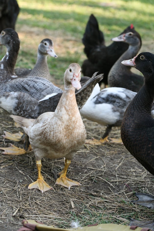 Muscovy ducks hanging out together.