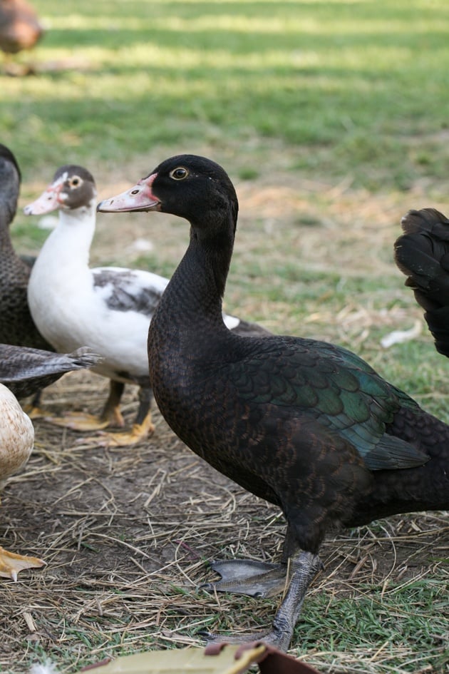 Black Muscovy duck with green shine.
