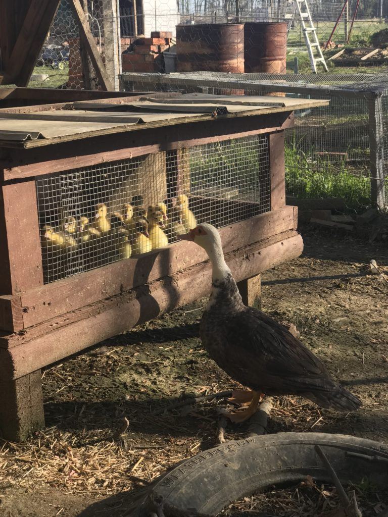 Muscovy duckings in a brooder.