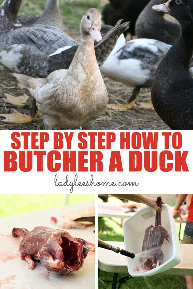Learn how to butcher a duck in this step by step picture tutorial. From dispatching to packing, we will go over everything that you need to know in order to butcher a duck at home.