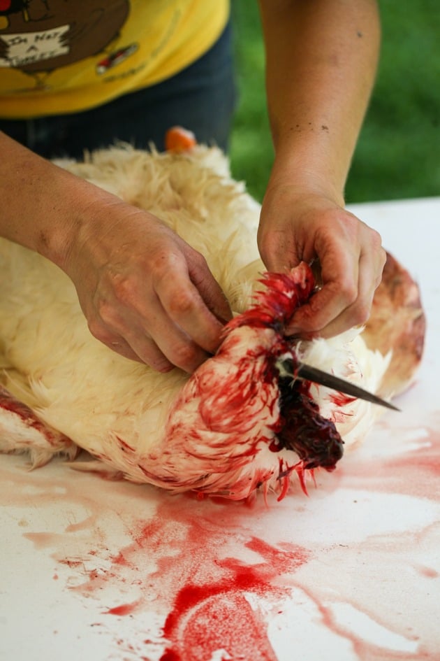 How to skin a duck. Starting at the neck.