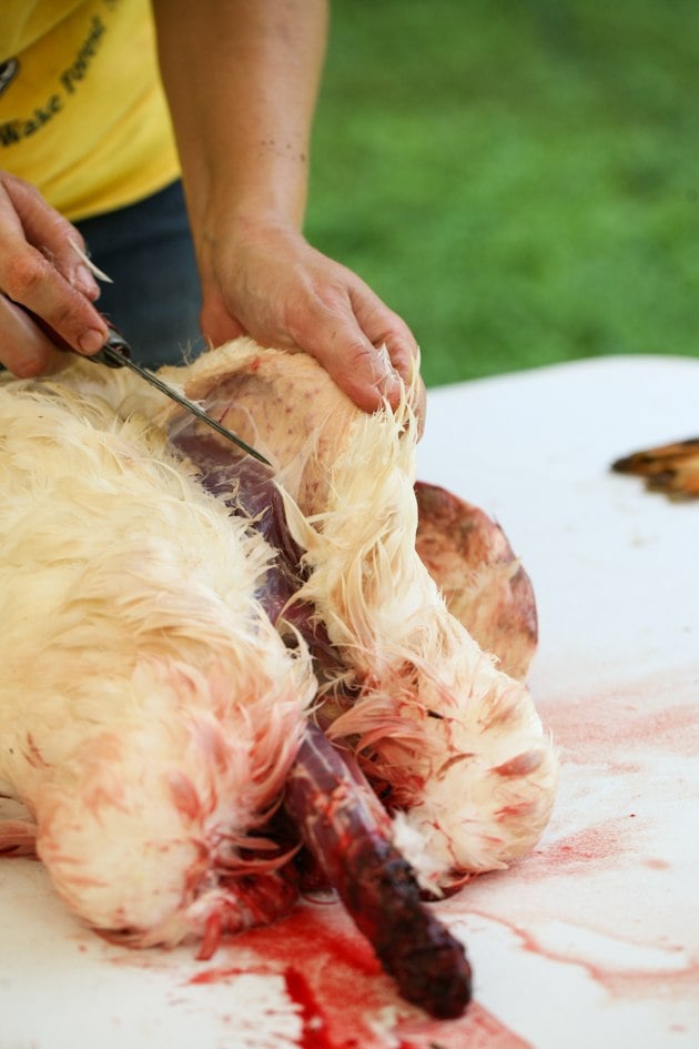 Skinning the duck down the breast and belly.