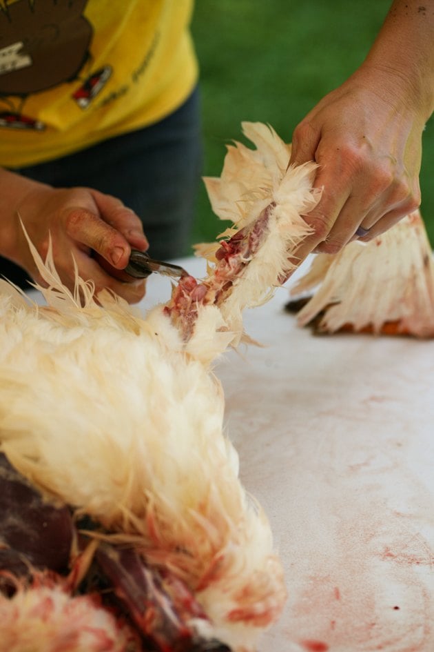 Removing the lower part of the wing.