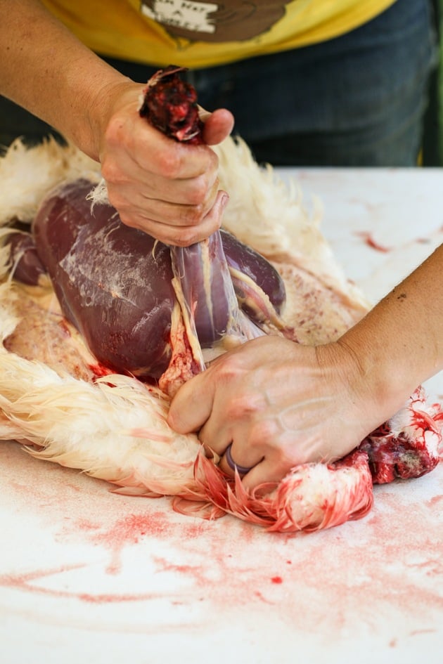 Removing the skin from around the neck.