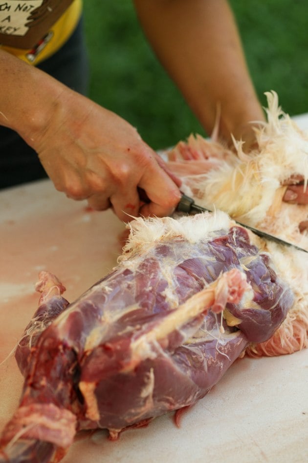 Removing the skin on the lower back of the duck.